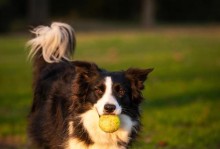 边境牧羊犬的不足之处（了解边境牧羊犬的优缺点，做出明智选择）