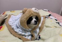 狗狗缺钙抖动多久？如何缓解狗狗缺钙问题？（狗狗缺钙引起的抖动症状及解决方法）