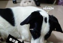 狗肚子不适的原因及喂养方法详解（解决狗狗胃肠问题的关键是正确喂食）