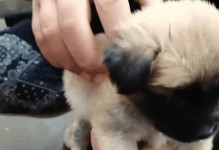 几十元钱能买什么幼犬？（寻找价格实惠的宠物伴侣）