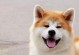 探索秋田犬的品种多样性（秋田犬的多样品种与特征）