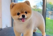 如何合理喂养两个月大的博美犬（根据博美狗的身体情况来制定适当的喂养计划）
