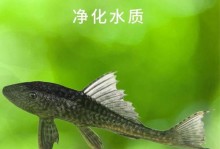 为什么热带鱼不以鱼食为主？（探究热带鱼偏好其他食物的原因）