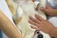 狗狗产检（了解狗狗产检流程，给宝贝最好的保护）