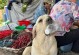 拉布拉多犬的饮食习惯与长胖问题（探究拉布拉多犬易胖原因及解决办法）