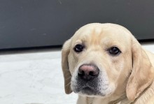 拉布拉多——可爱的宠物犬种（拉布拉多的特征及养护技巧）