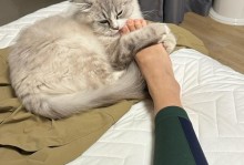 教育猫咬人的正确方法（保护自己与猫的关系和安全）