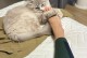 教育猫咬人的正确方法（保护自己与猫的关系和安全）