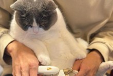 如何选择适合猫咪的指甲钳？（探索市面上猫咪指甲钳的优势和推荐品牌）