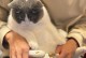 如何选择适合猫咪的指甲钳？（探索市面上猫咪指甲钳的优势和推荐品牌）