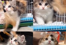 美国硬毛猫的饲养方法（让你的猫咪健康快乐成长）