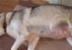 狗狗怀孕的症状及饲养要点（了解狗狗怀孕的迹象和如何做好饲养）
