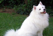 世界上最小的小狗——白色迷你犬（可爱娇小的白色迷你犬征服人们的心——宠物界的新宠儿）