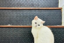 猫咪与女生共眠的危害（猫咪与女生睡觉的8个潜在健康问题）