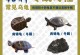鉴定龟的年龄的4个方法（掌握这些技巧，准确判断你的龟的年龄！）