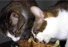 刚出生的猫为什么只吃特定的食物？（探究刚出生的猫只吃特定食物的原因和需求）