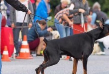 一米高的犬种（探秘世界上最高的宠物犬种）