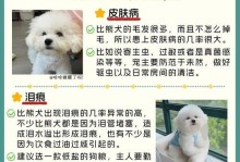 比熊犬剃胎毛后多久可以长出毛（关于比熊犬剃胎毛后恢复毛发的一些注意事项及时间预估）