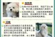 比熊犬剃胎毛后多久可以长出毛（关于比熊犬剃胎毛后恢复毛发的一些注意事项及时间预估）