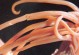 狗狗粪检查为何无法准确检测出虫？（虫体特征与检测方法不匹配的关键原因）