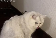 探索猫体型小的原因（为什么猫的体型相对较小？）