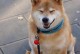 柴犬（揭秘柴犬对主人的深情表达与独特特质）