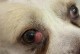 狗狗的视力特点解析（为什么狗狗都是“近视眼”？及其原因分析）