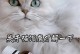 告别猫咪时刻，猫不再是最佳选择！（追求无宠爱生活，摆脱猫奴身份的关键）