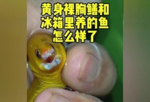 照顾短吻独角吊的完美指南（宠物爱好者必看，掌握关键饲养技巧，让短吻独角吊健康成长）