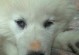 犬瘟的死亡率之高（揭秘犬瘟高死亡率的主要因素，保护你的爱犬免受其侵害）