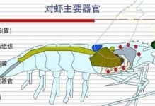 鸭鸽宠物的养殖方法（从饲养基础到营养保健，打造健康快乐的宠物生活）