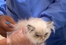 小猫猫藓恢复需要多长时间？（猫藓康复进展和关键因素的分析）
