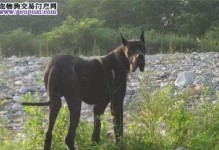 如何选购适合家庭的大丹犬（从性格、体型、血统三方面考虑，选出最适合你的大丹犬）