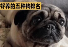 楼里养什么狗最好？（选择合适的狗品种是关键）