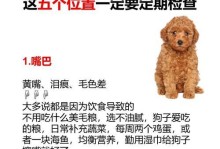 泰迪犬如何怀孕？（了解泰迪犬怀孕的过程和注意事项）