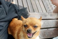 探秘小鹿犬的寿命之谜（揭秘小鹿犬的平均寿命及影响因素）