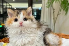 探寻世界上最可爱的猫咪品种（从外貌到性格，这些猫咪让你爱不释手）