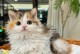探寻世界上最可爱的猫咪品种（从外貌到性格，这些猫咪让你爱不释手）