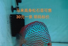 七彩神仙鱼（挖掘七彩神仙鱼的珍稀品种，领略其观赏价值）