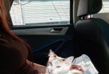 小猫失去猫妈妈后的求生之路（如何帮助小猫独立生活？）