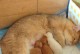 探究猫在生产前期的状态（猫的怀孕周期短，自主完成生育过程）