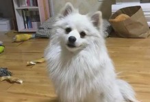 银狐犬的温顺与忠诚（了解银狐犬的性格特点与养护要点）