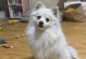 银狐犬的温顺与忠诚（了解银狐犬的性格特点与养护要点）