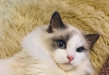 小猫的指甲修剪（小猫指甲修剪的关键时刻及步骤解析）