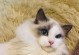 小猫的指甲修剪（小猫指甲修剪的关键时刻及步骤解析）