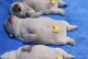 如何帮助法斗犬增加体重（法斗犬太瘦的原因及营养增肥方法）