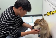 狗腹水（了解狗腹水的症状与治疗方法，提高宠物健康质量）