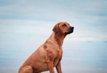 罗得西亚脊背犬的饲养方法（了解罗得西亚脊背犬的特点和需求，让你的宠物健康快乐）