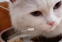 猫吃东西时为什么会发出声音？（探究猫咪吃饭时的行为习惯及其原因）