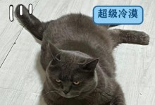 治疗猫咪肝硬化的五种步骤（铲屎官们应如何帮助猫咪治疗肝硬化？）